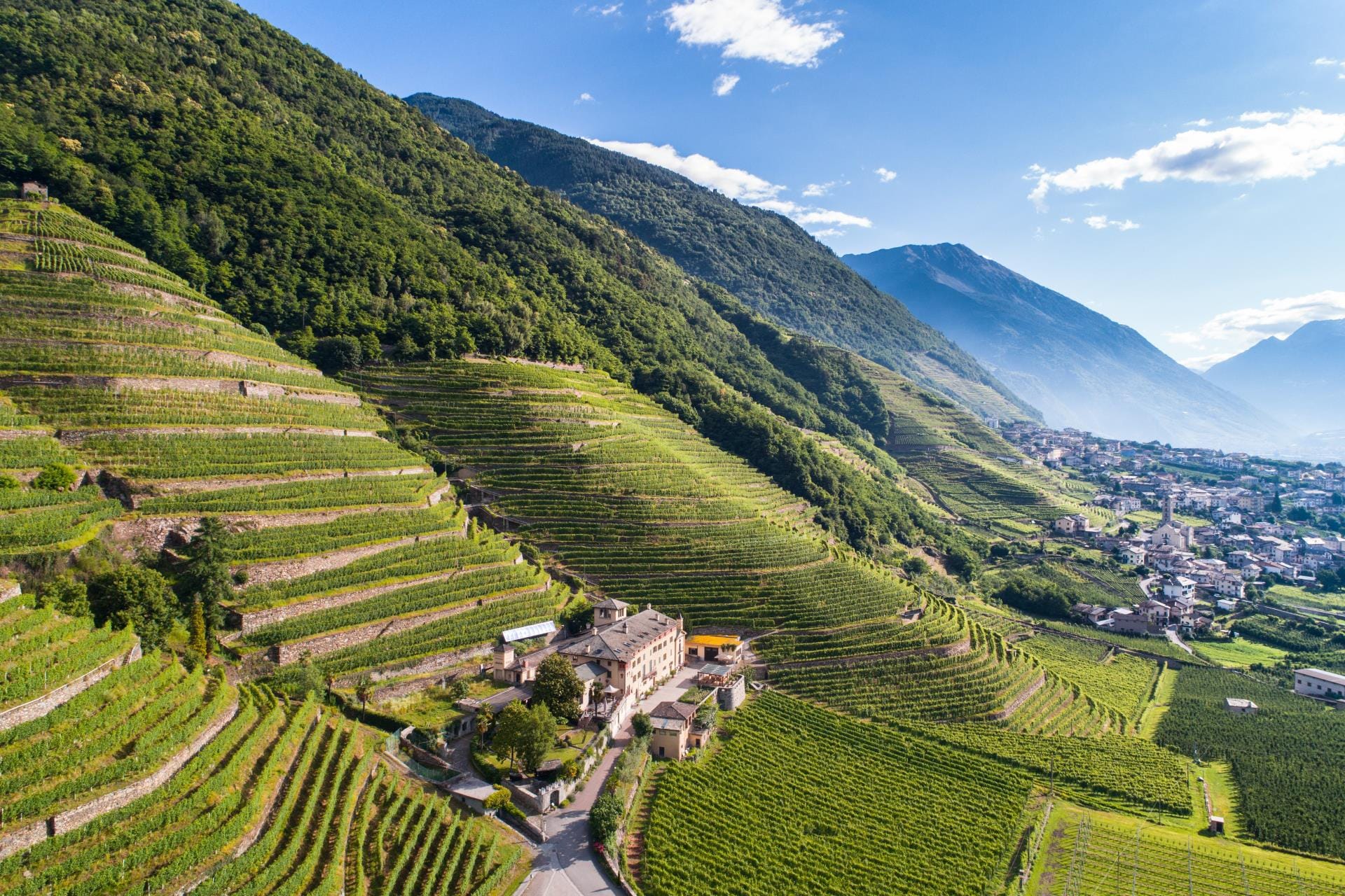 Summer aerial view of the terraced vineyards in Valtellina along the scenic road leading towards Bormio and Livigno.