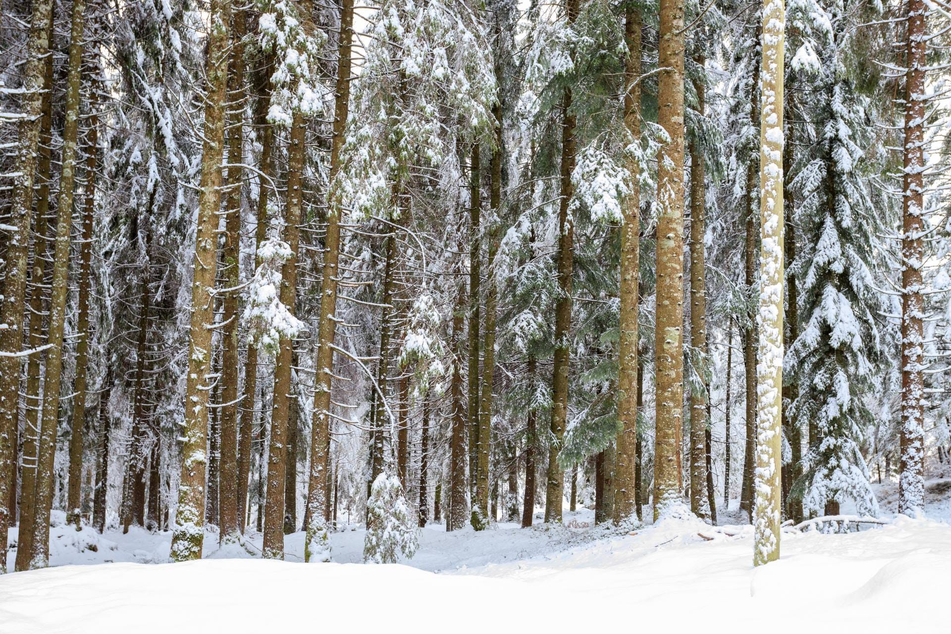 A dense forest of red spruce trees covered in deep snow within the Paneveggio-Pale di San Martino Nature Park.